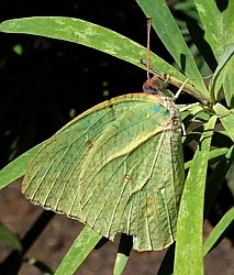 African Migrant (male) - Captopsilia florella © Teresa Farino
